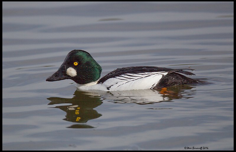 _6SB9438 common goldeneye drake.jpg